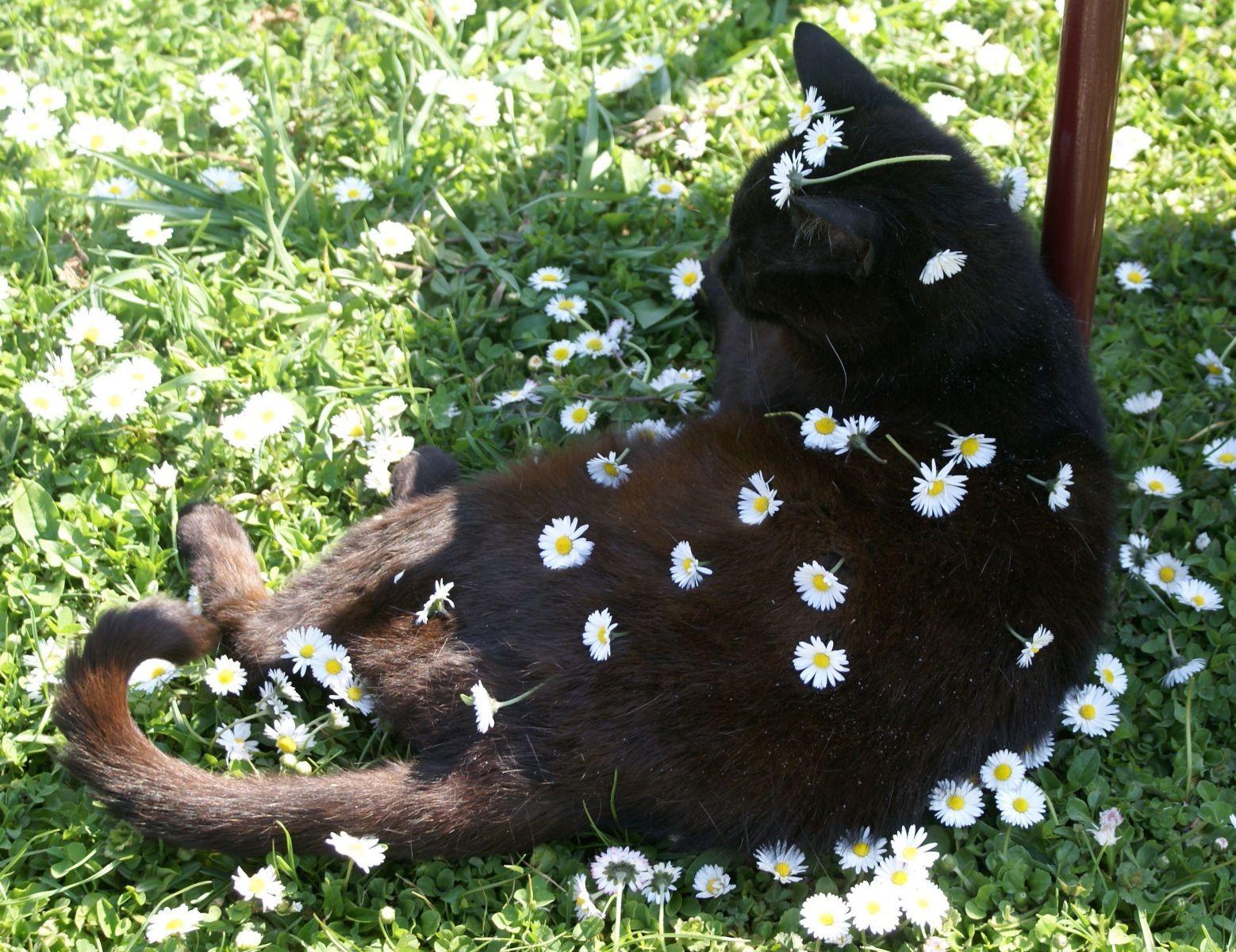 Gänseblümchen Munkerle Gänseblümchen Munkerle