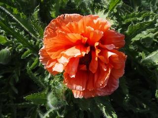 Mohnblume Mohnblume